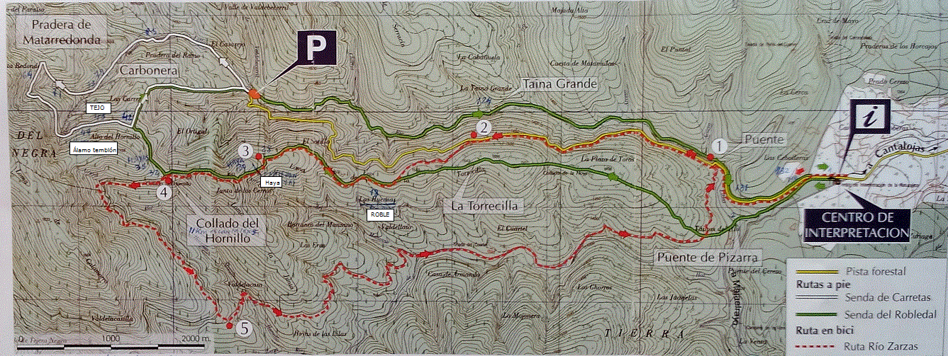 HAYEDO DE TEJERA NEGRA